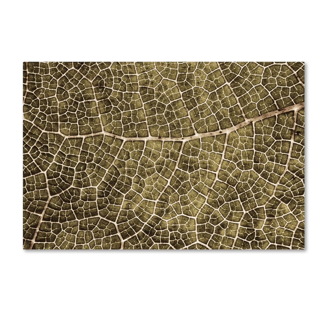 Cora Niele 'Sepia Leaf Texture' Canvas Art 16 X 24