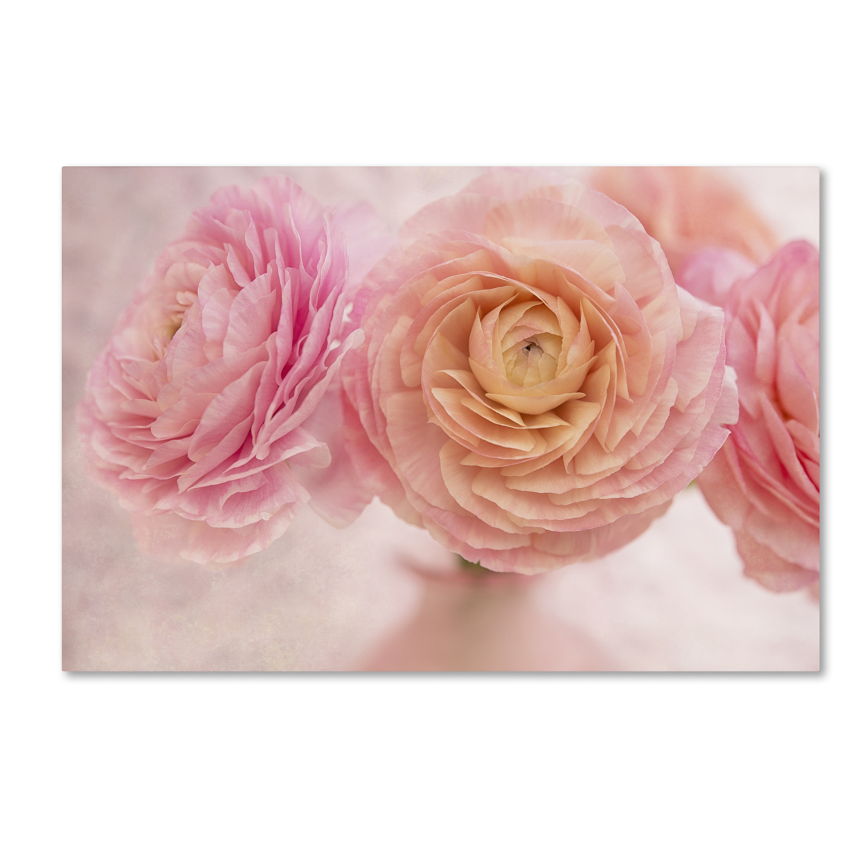 Cora Niele 'Pink Persian Buttercup Bouquet' Canvas Art 16 X 24
