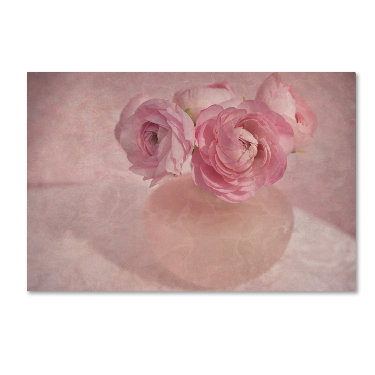 Cora Niele 'Pink Ranunculus Bouquet' Canvas Art 16 X 24