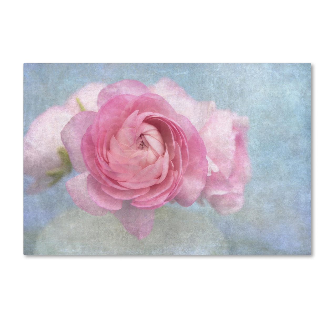 Cora Niele 'Pink Persian Buttercup Still Life' Canvas Art 16 X 24