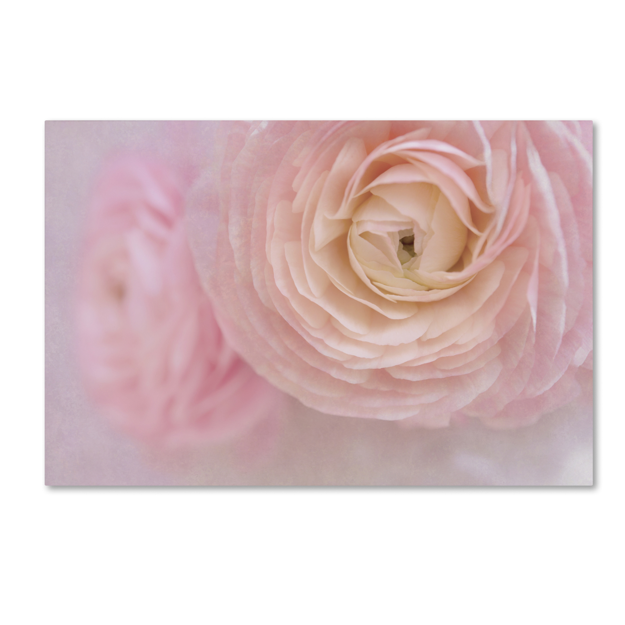 Cora Niele 'Soft Pink Flower Bouquet' Canvas Art 16 X 24