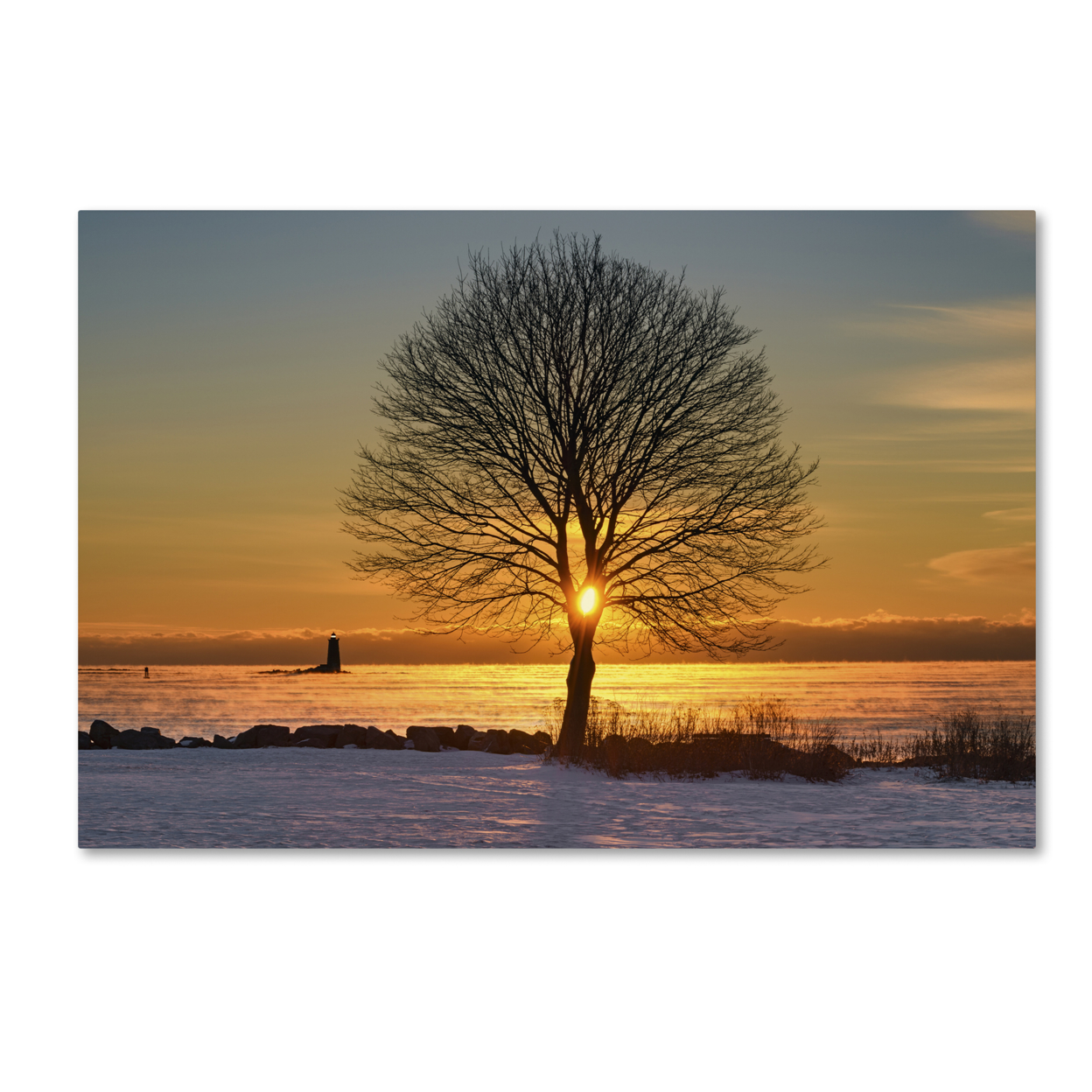 Michael Blanchette Photography 'Eye Of The Tree' Canvas Art 16 X 24