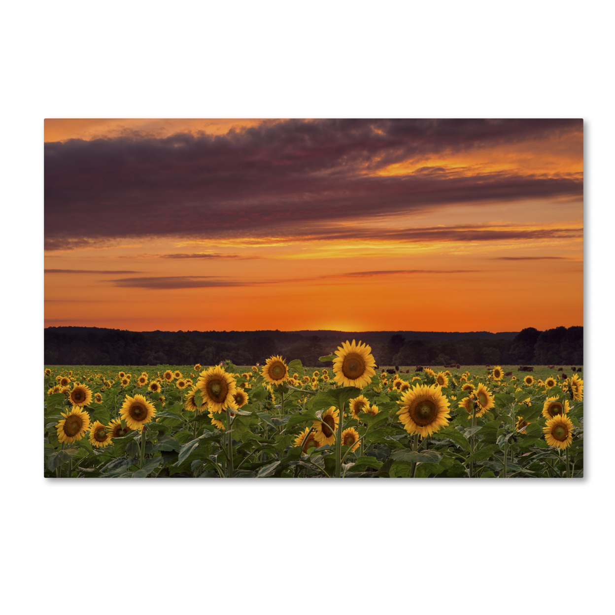 Michael Blanchette Photography 'Sunflower Sunset' Canvas Art 16 X 24