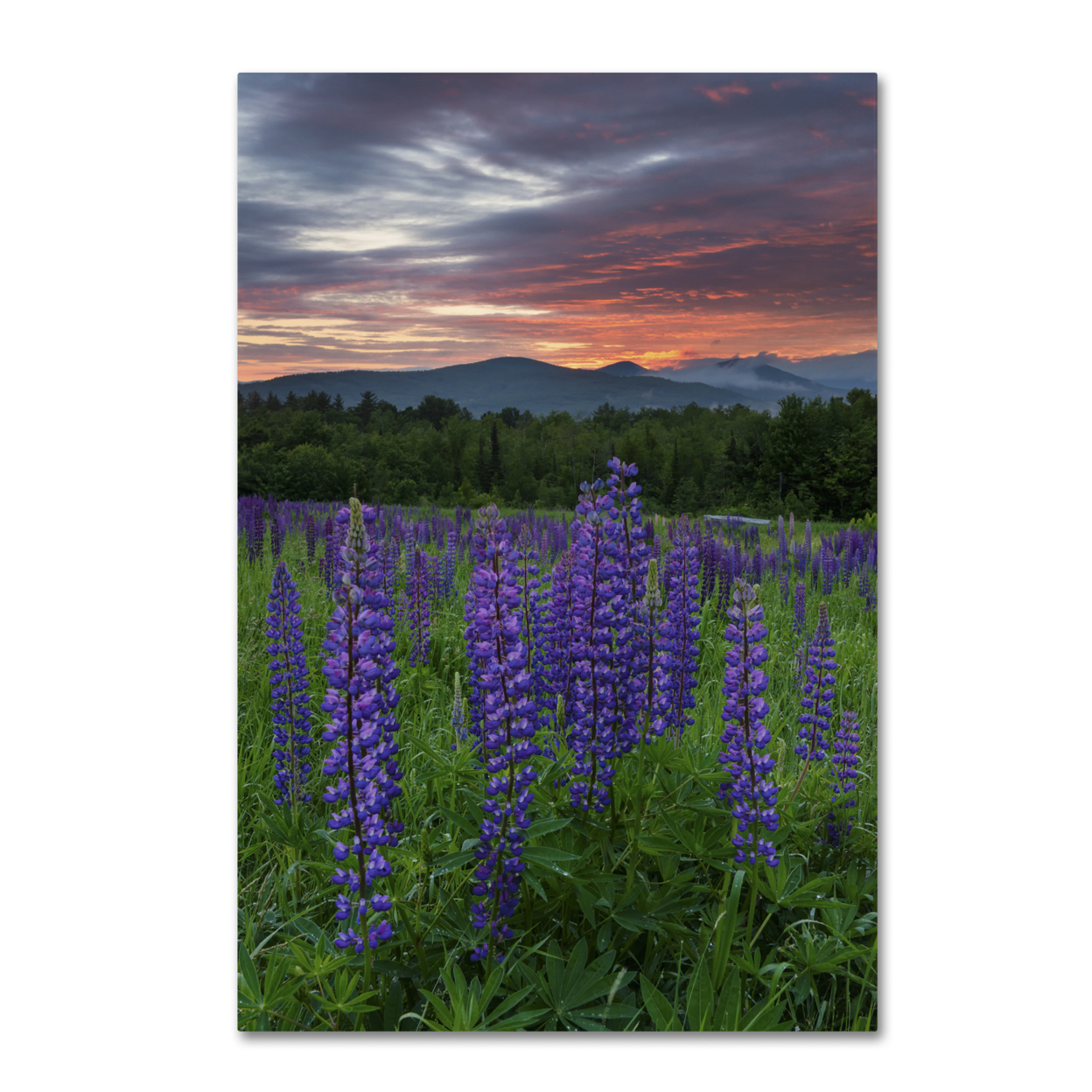 Michael Blanchette Photography 'Fire In The Sky' Canvas Art 16 X 24