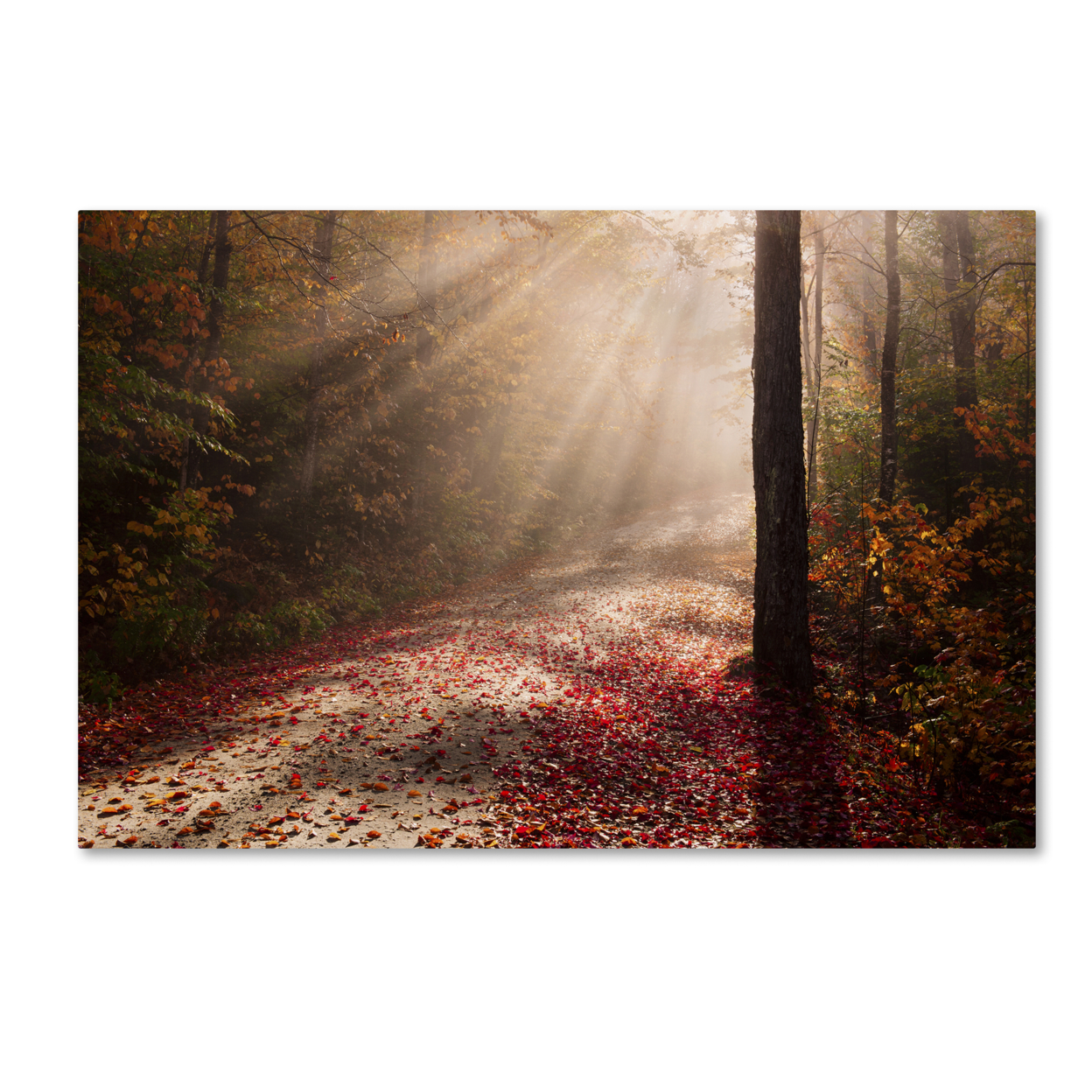 Michael Blanchette Photography 'Light In The Forest' Canvas Art 16 X 24