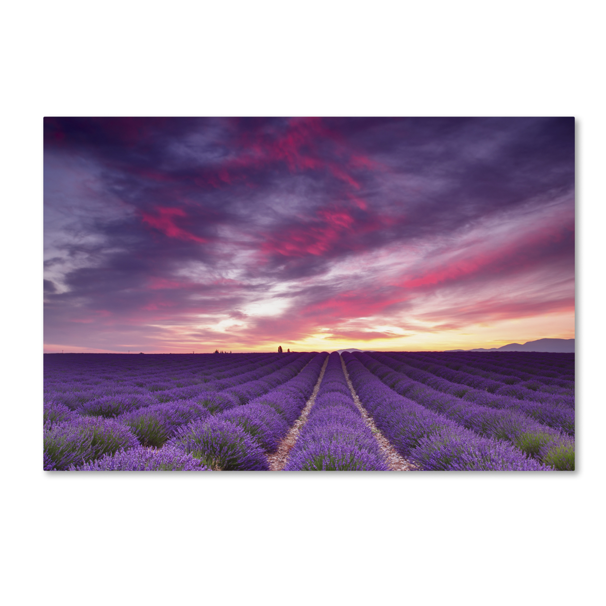 Michael Blanchette Photography 'Pink And Purple' Canvas Art 16 X 24