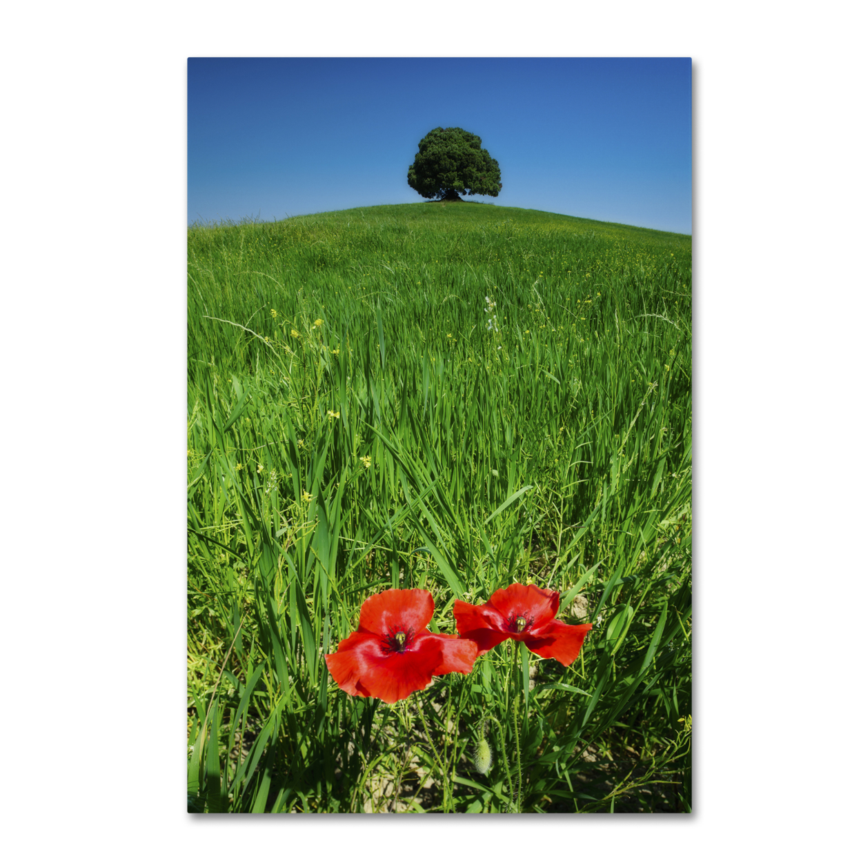 Michael Blanchette Photography 'Red Poppies And Oak' Canvas Art 16 X 24