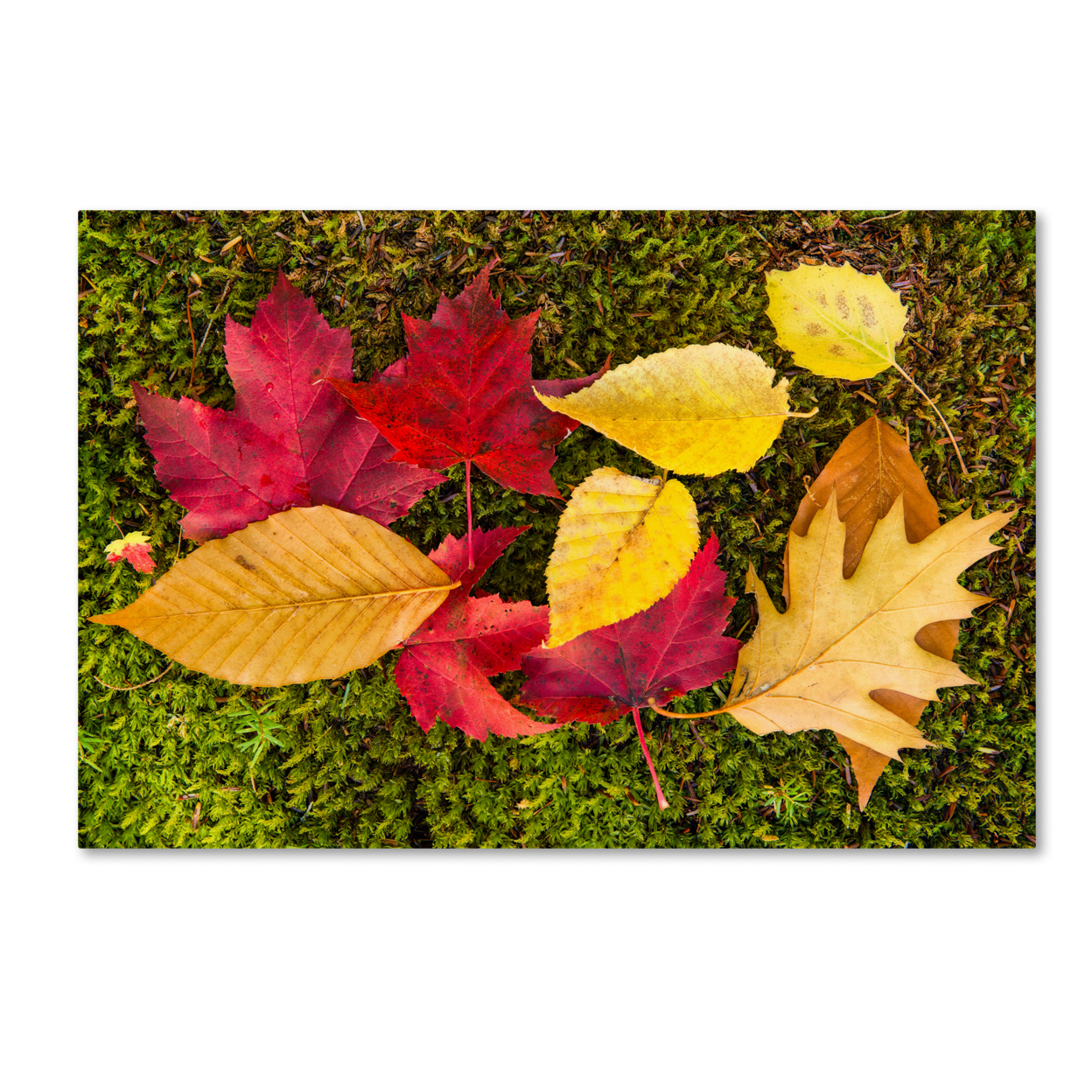 Michael Blanchette Photography 'Leaves On Moss' Canvas Art 16 X 24