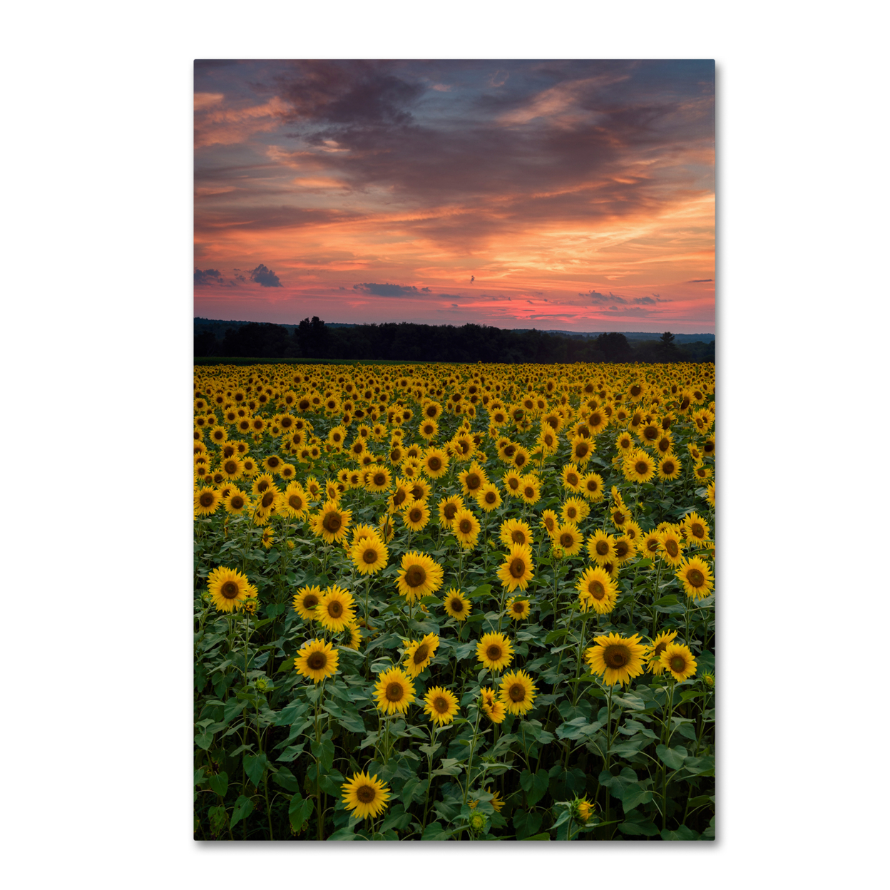 Michael Blanchette Photography 'Sunflowers' Canvas Art 16 X 24