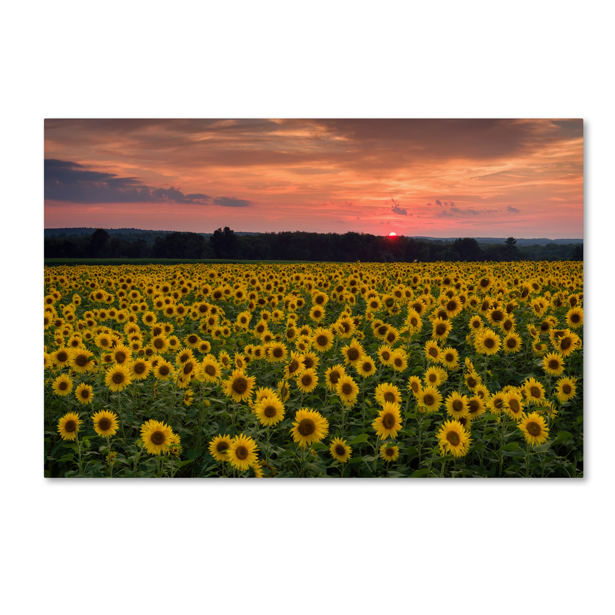 Michael Blanchette Photography 'Sunflower Taps' Canvas Art 16 X 24