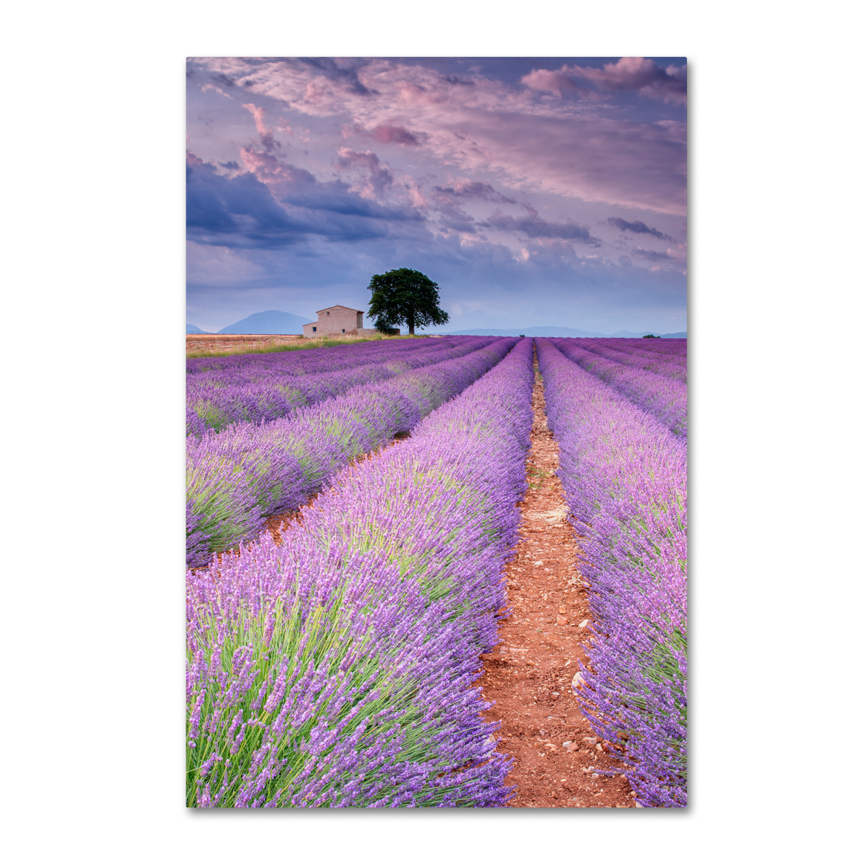Michael Blanchette Photography 'Rows Of Lavender' Canvas Art 16 X 24