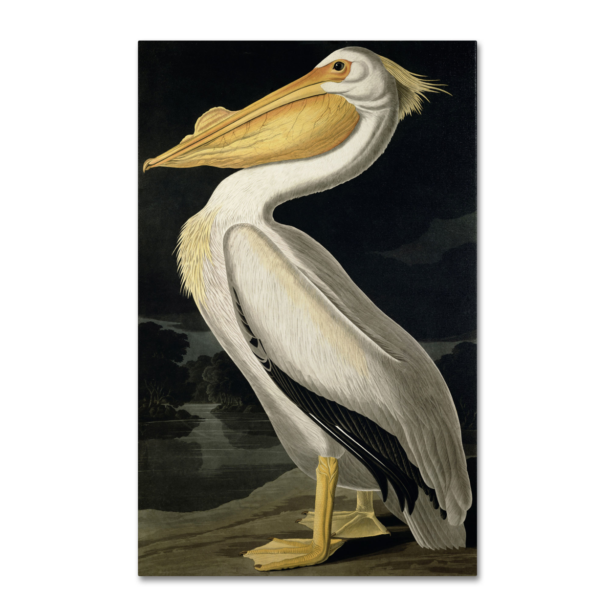 John James Audubon 'American White Pelican' Canvas Art 16 X 24