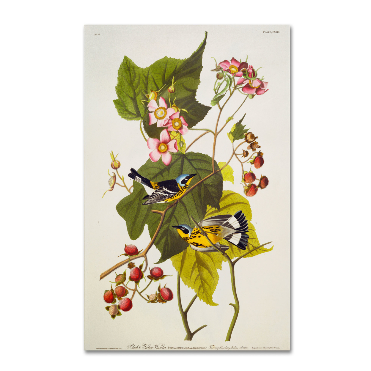 John James Audubon 'Black And Yellow Warbler' Canvas Art 16 X 24