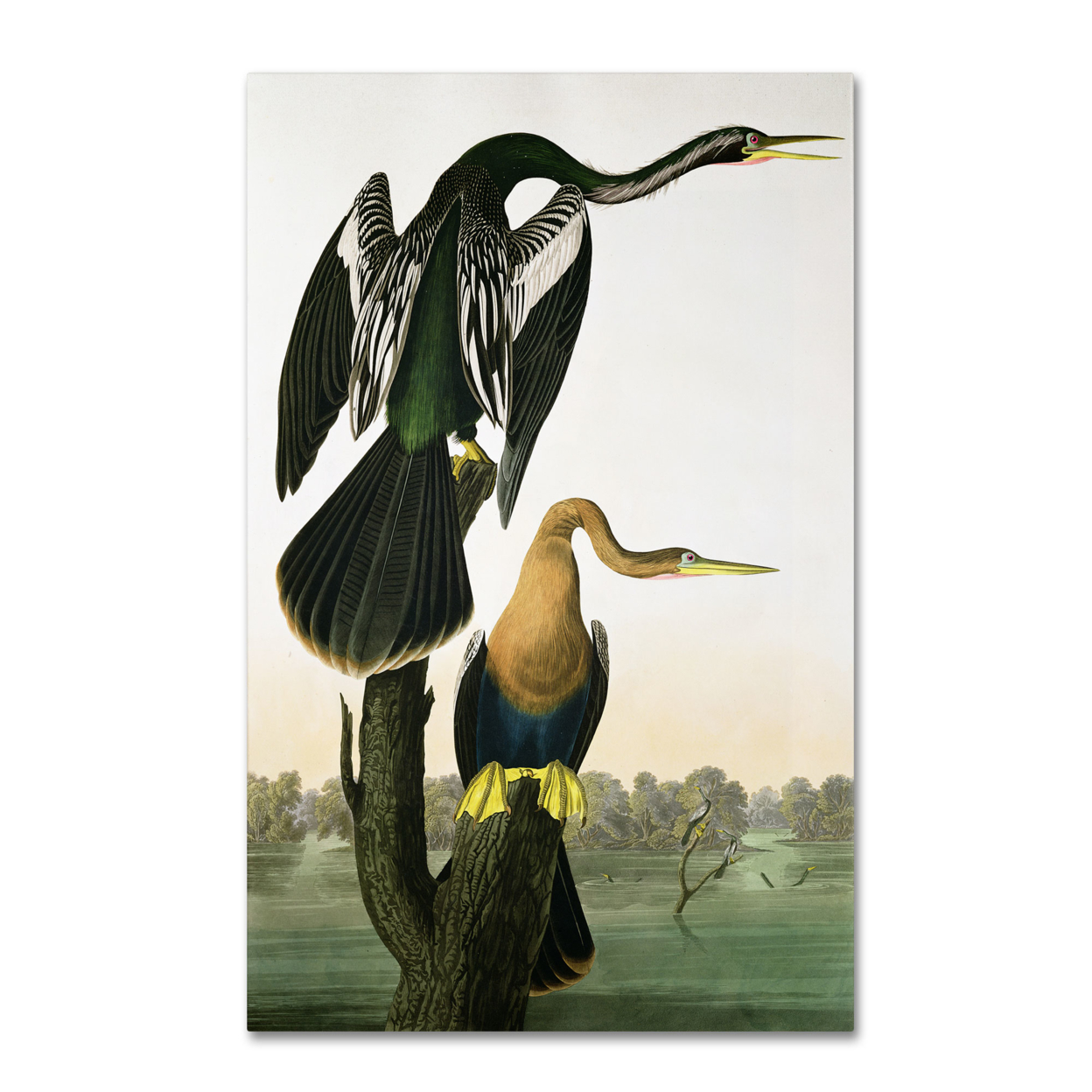 John James Audubon 'Black-Billed Darter' Canvas Art 16 X 24