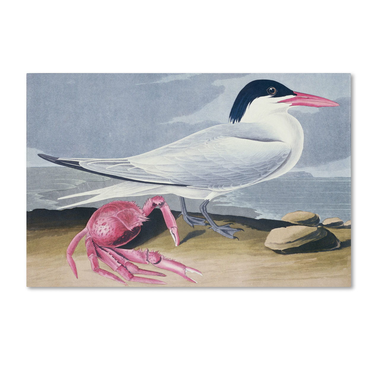 John James Audubon 'Cayenne Tern' Canvas Art 16 X 24