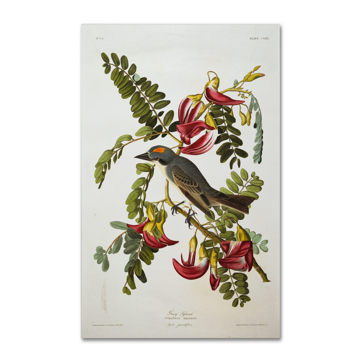 John James Audubon 'Gray Tyrant Gray Kingbird' Canvas Art 16 X 24