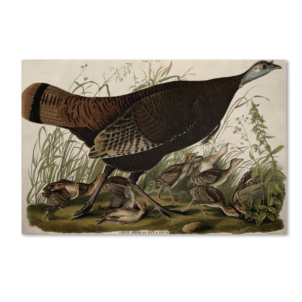 John James Audubon 'Great American Hen And Young' Canvas Art 16 X 24