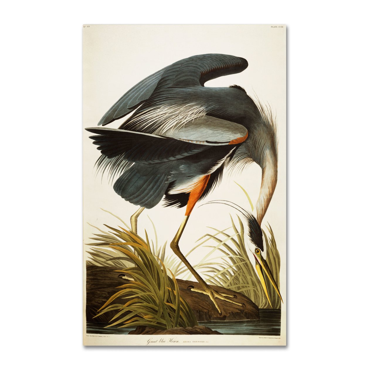 John James Audubon 'Great Blue Heron' Canvas Art 16 X 24