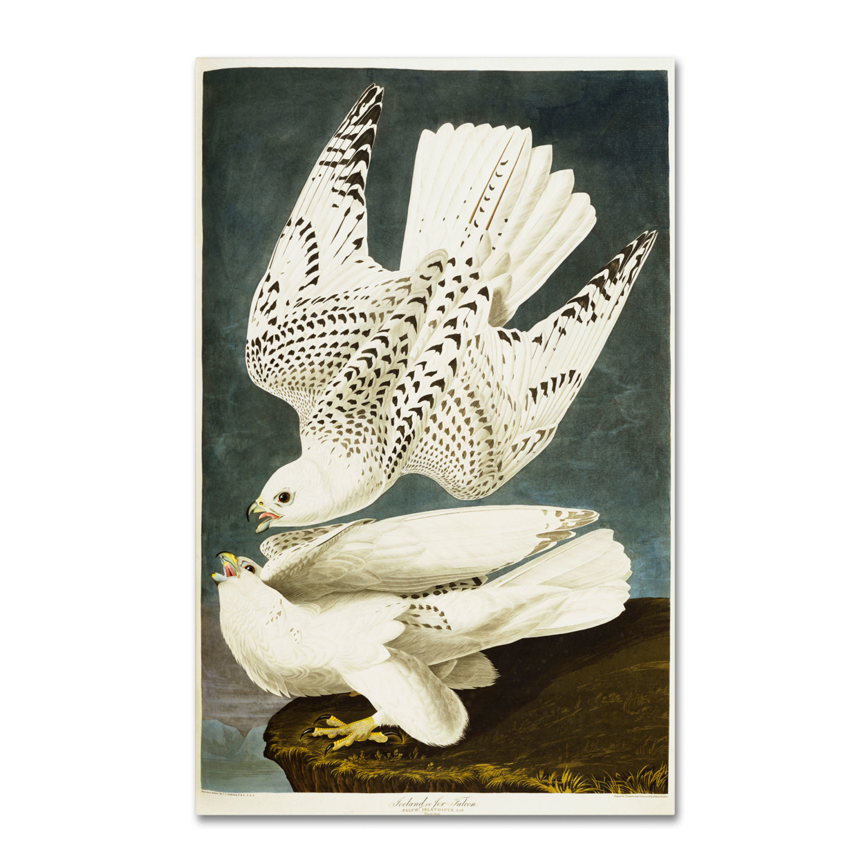 John James Audubon 'Iceland Or Jer Falcon' Canvas Art 16 X 24