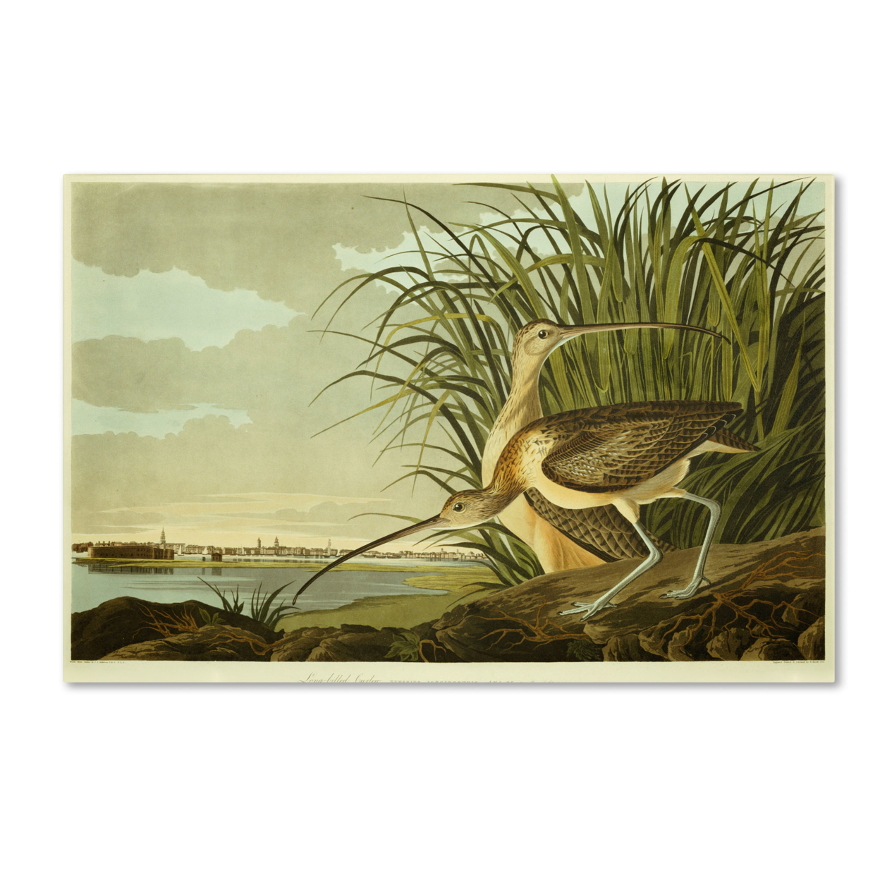 John James Audubon 'Long Billed Curlew' Canvas Art 16 X 24