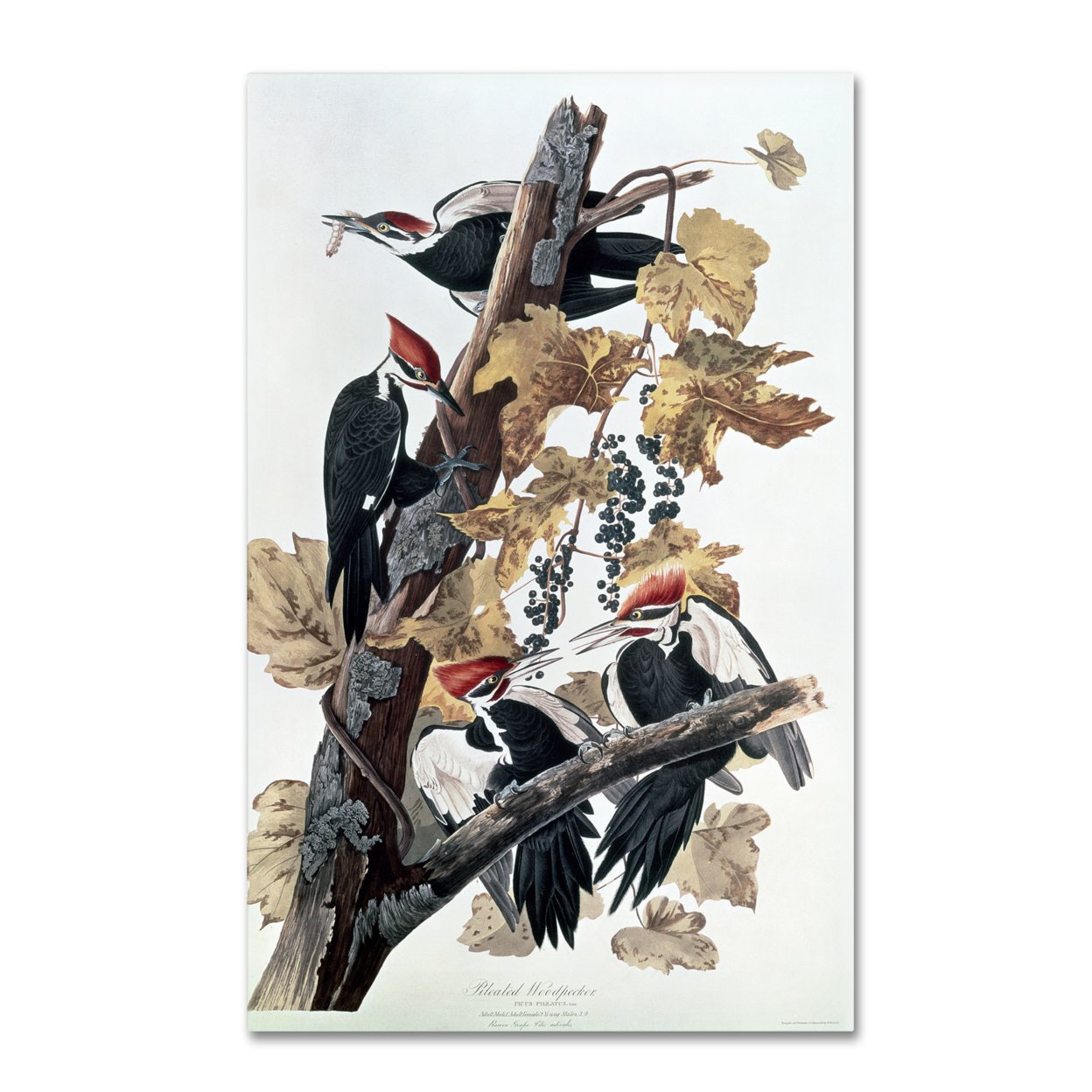 John James Audubon 'Pileated Woodpeckers' Canvas Art 16 X 24