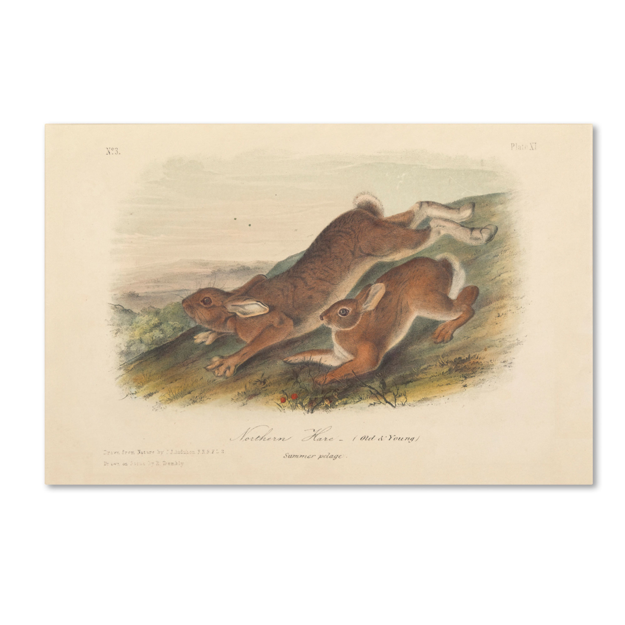 John James Audubon 'Northern Hare' Canvas Art 16 X 24