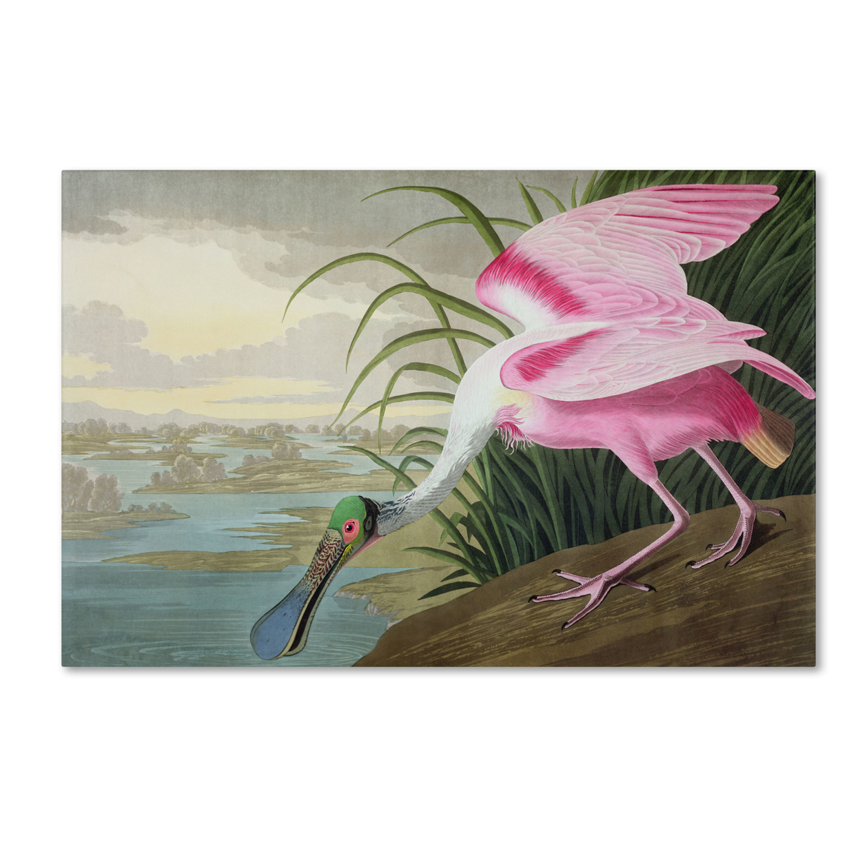 John James Audubon 'Roseate Spoonbill' Canvas Art 16 X 24