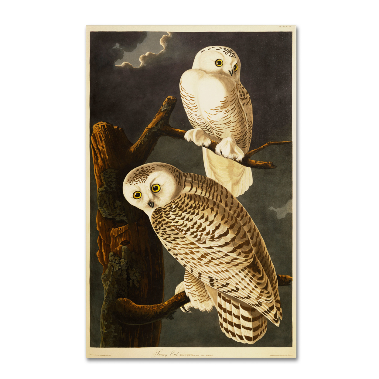 John James Audubon 'Snowy Owl' Canvas Art 16 X 24