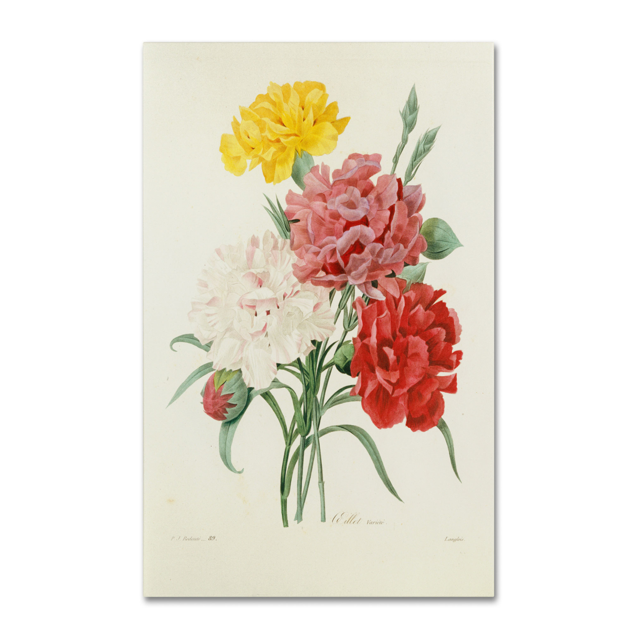 Joseph Redoute 'Carnations From Choix' Canvas Art 16 X 24