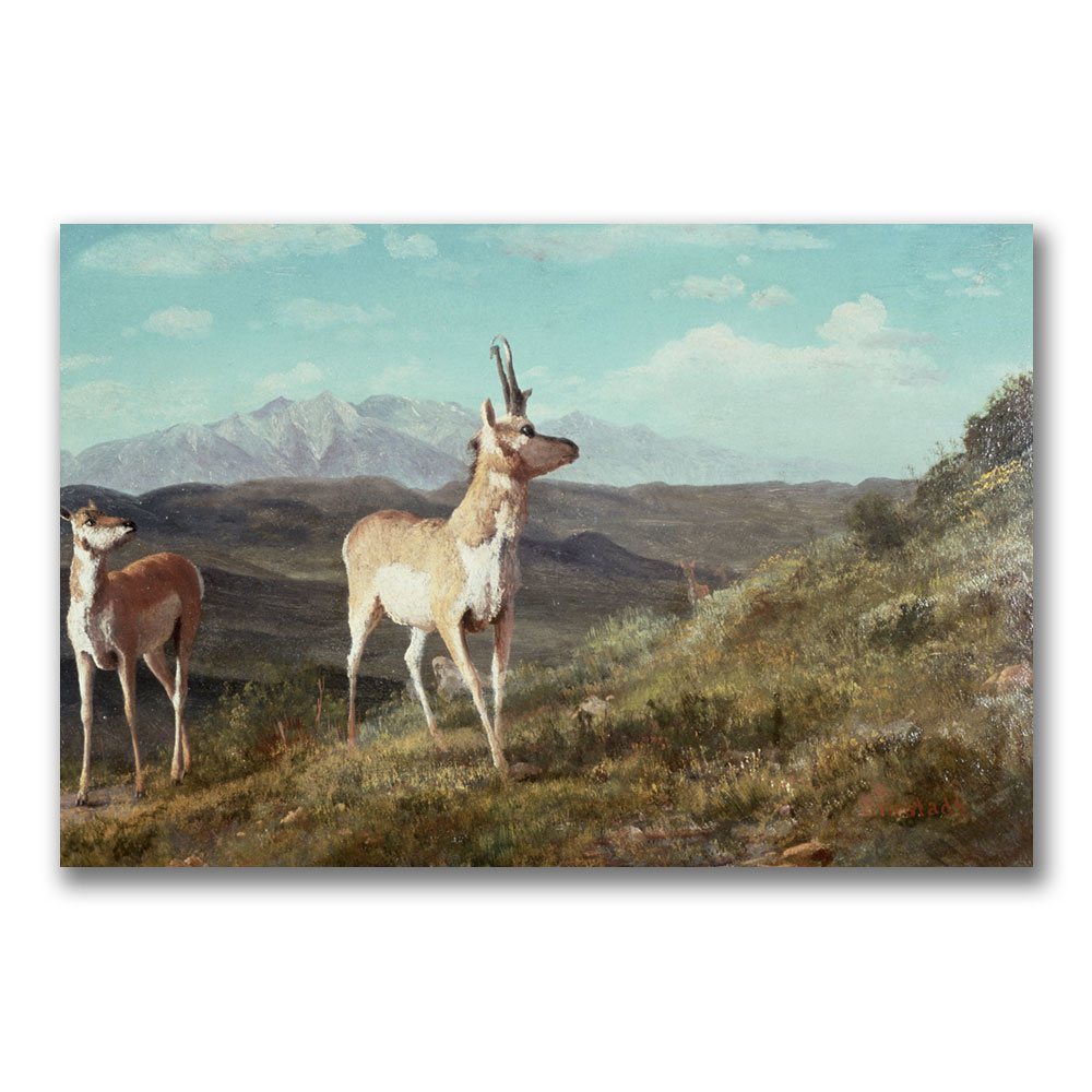 Albert Biersdant 'Antelope' Canvas Art 16 X 24