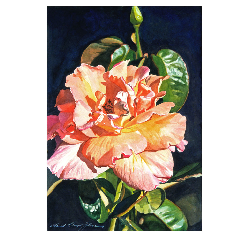 David Lloyd Glover 'Royal Rose' Canvas Art 16 X 24