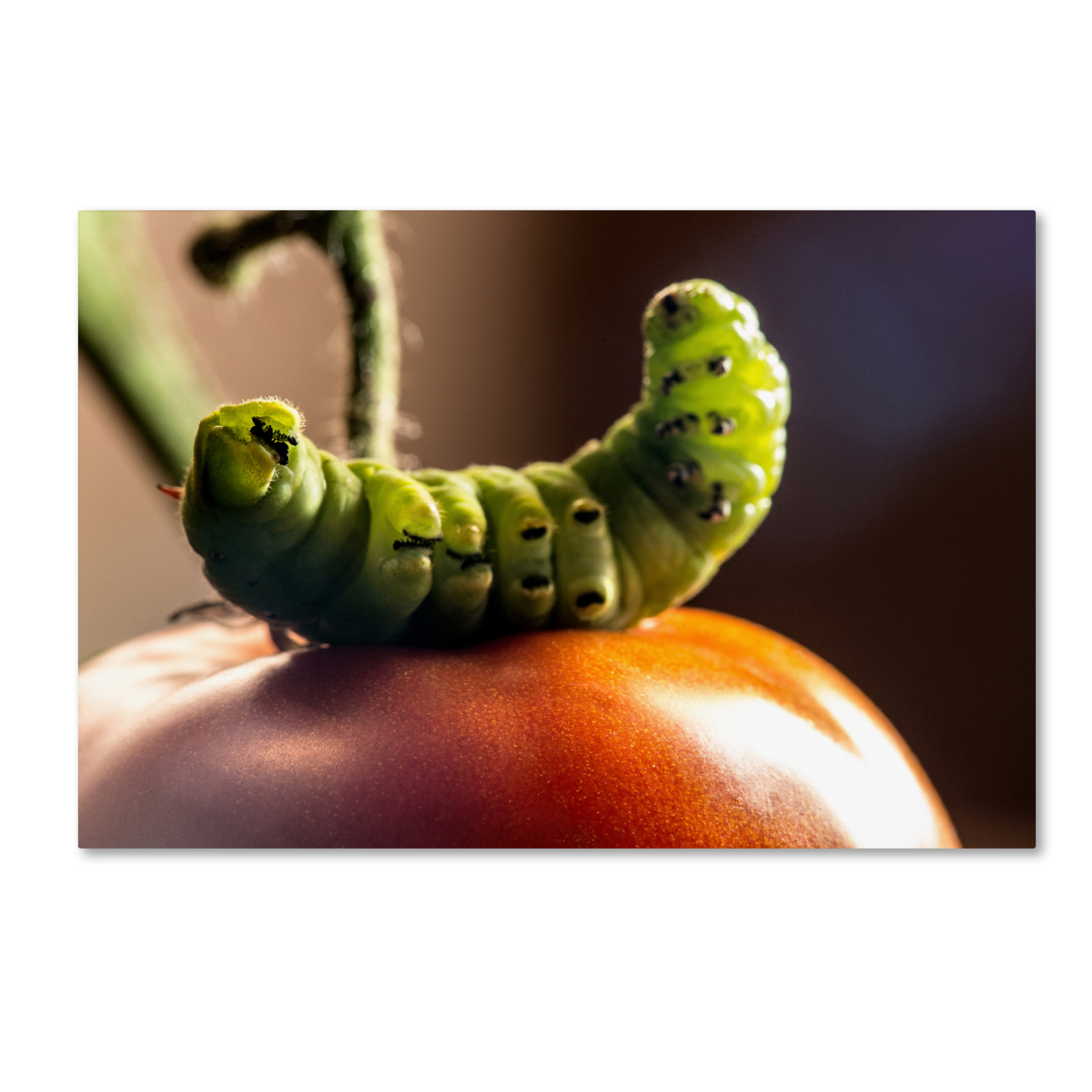 Jason Shaffer 'Caterpillar & Tomato' Canvas Art 16 X 24