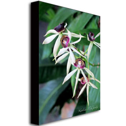Kathie McCurdy 'Orchids II' Canvas Art 16 X 24
