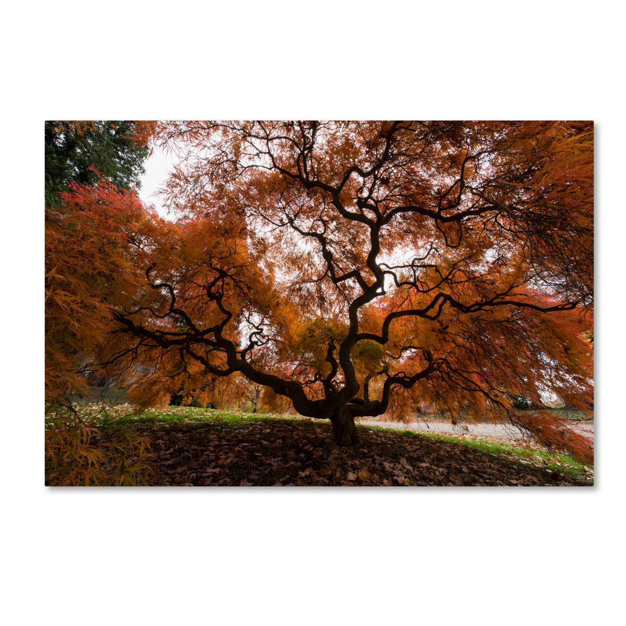 Kurt Shaffer 'Autumn Japanese Maple Tree' Canvas Art 16 X 24