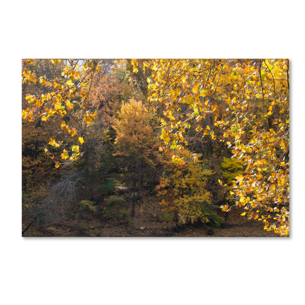 Kurt Shaffer 'Golden Autumn 2' Canvas Art 16 X 24