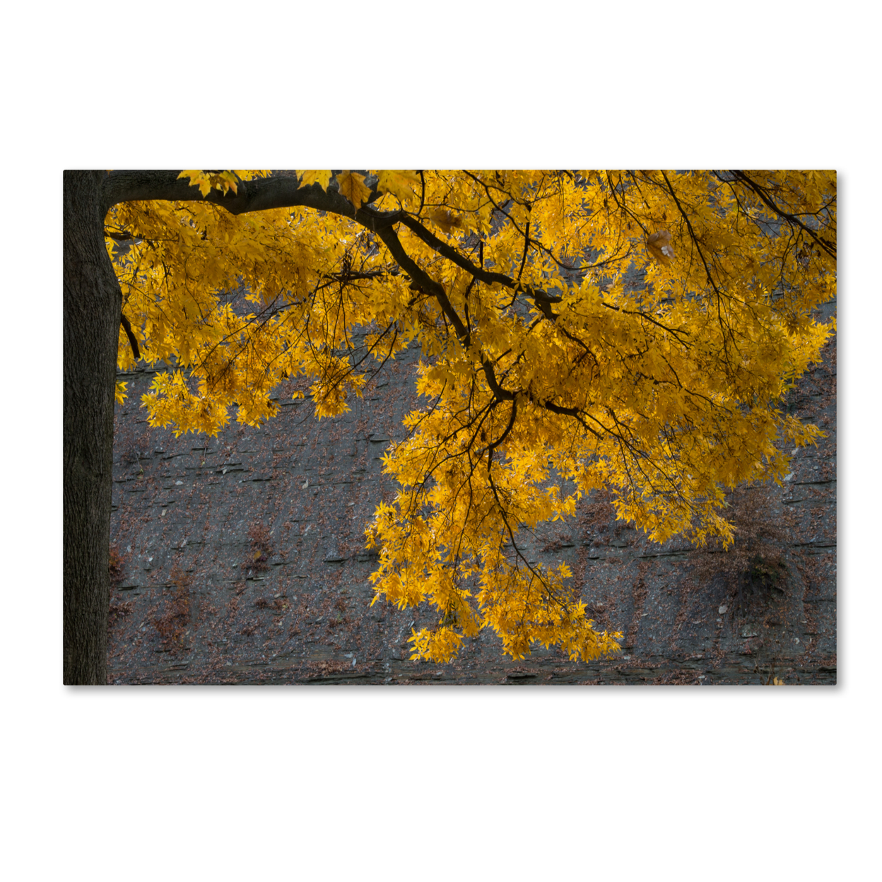 Kurt Shaffer 'Golden Autumn Color' Canvas Art 16 X 24