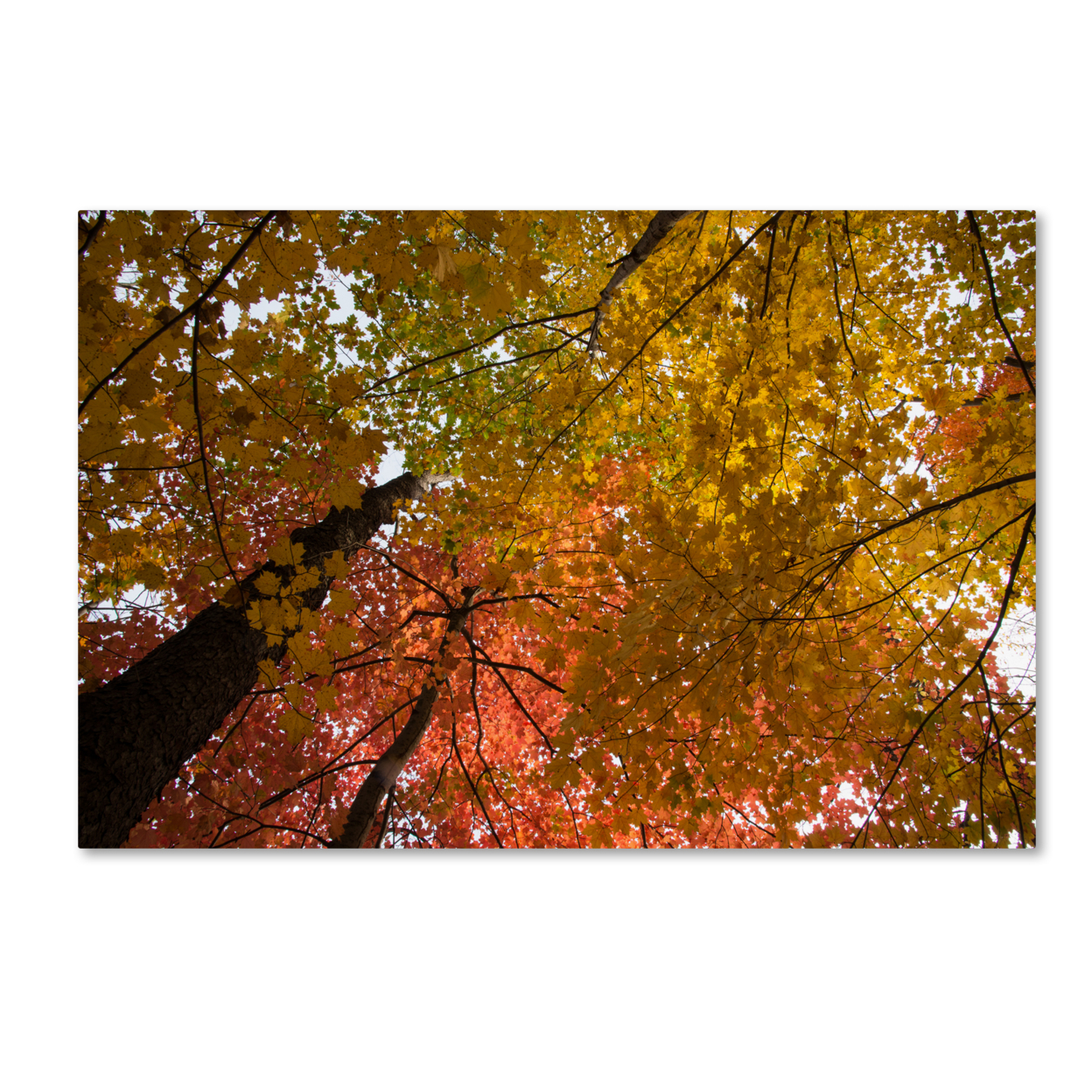 Kurt Shaffer 'Spectacular Brilliant Autumn Trees' Canvas Art 16 X 24
