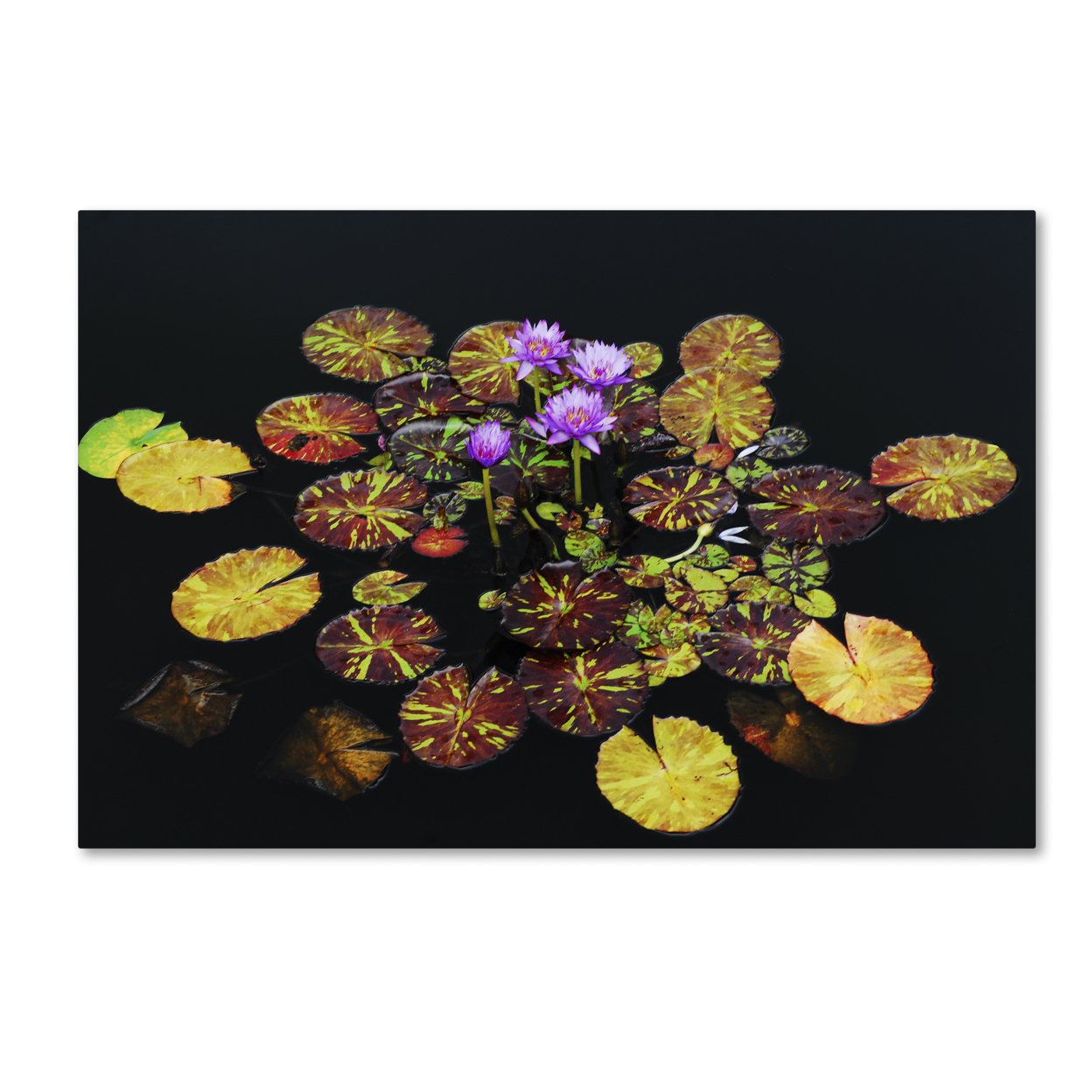 Kurt Shaffer 'Exotic Lilies' Canvas Art 16 X 24