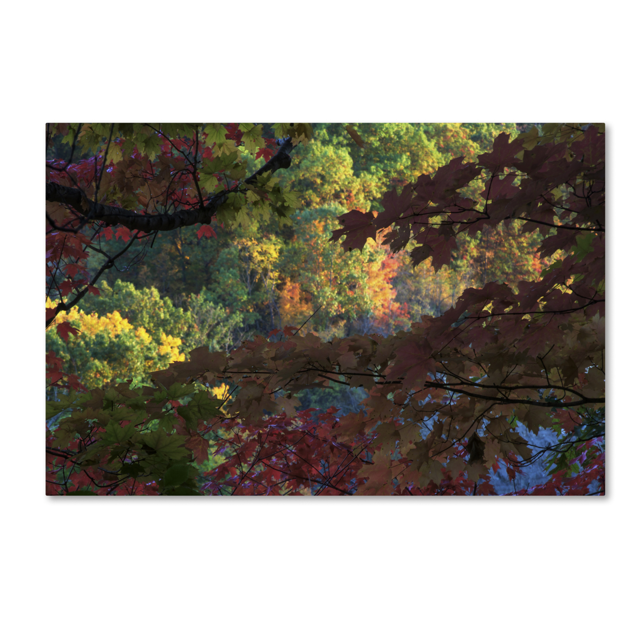 Kurt Shaffer 'Multi Colored Maples' Canvas Art 16 X 24