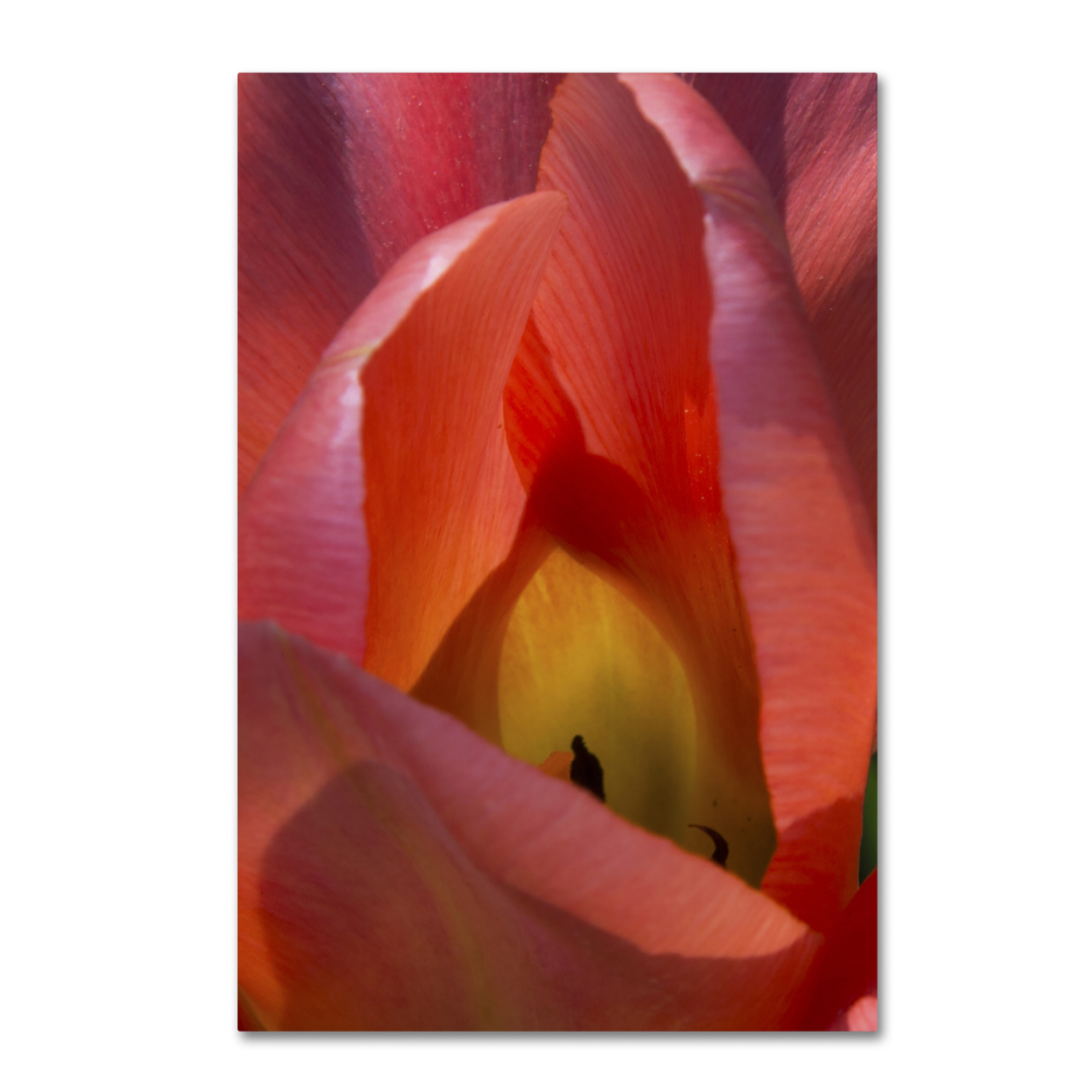 Kurt Shaffer 'Glowing Tulip' Canvas Art 16 X 24