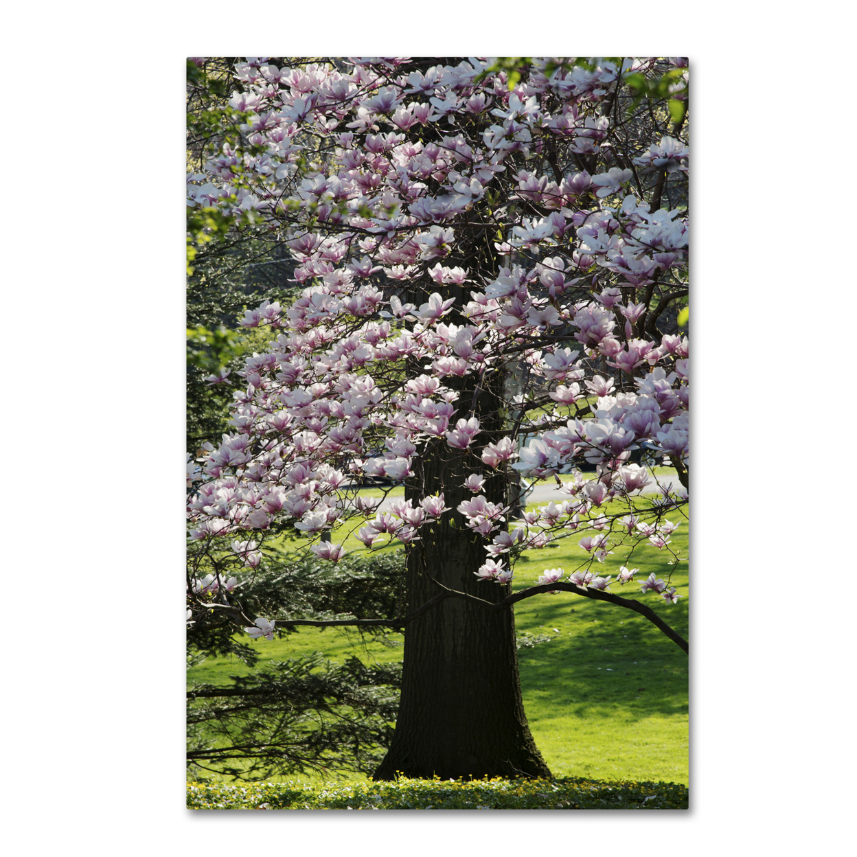 Kurt Shaffer 'Spring Magnolia' Canvas Art 16 X 24