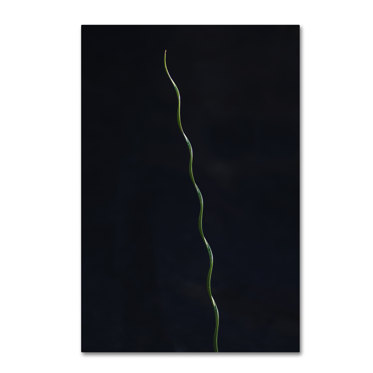 Kurt Shaffer 'The Green Spiral' Canvas Art 16 X 24