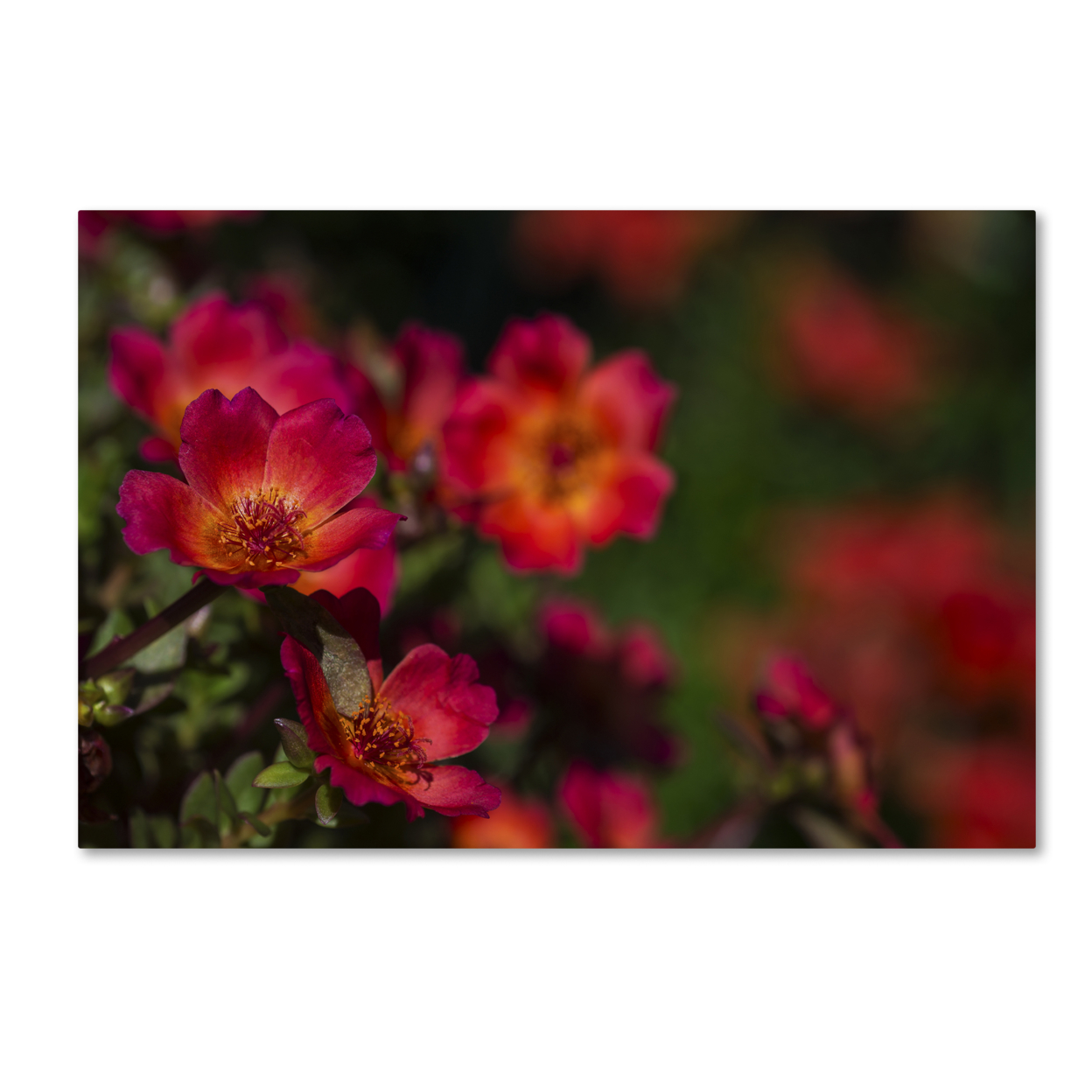 Kurt Shaffer 'Beauty Of Summer Blooms Red' Canvas Art 16 X 24