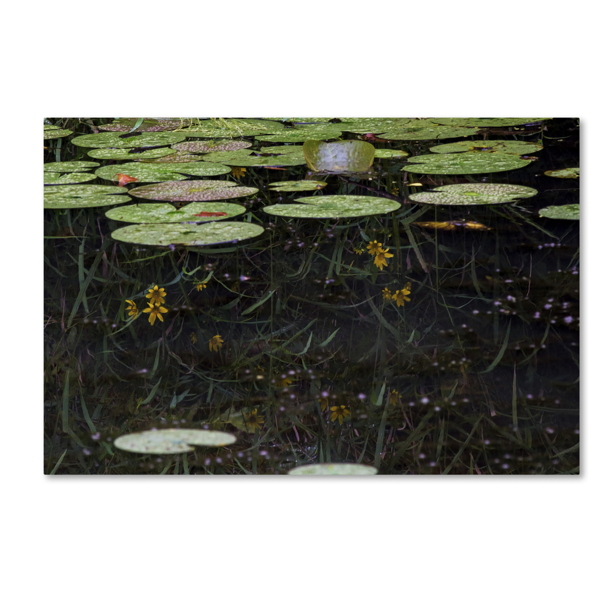Kurt Shaffer 'Marsh Reflections' Canvas Art 16 X 24