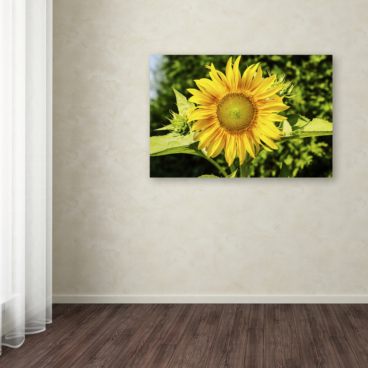 Kurt Shaffer 'Just A Sunflower' Canvas Art 16 X 24