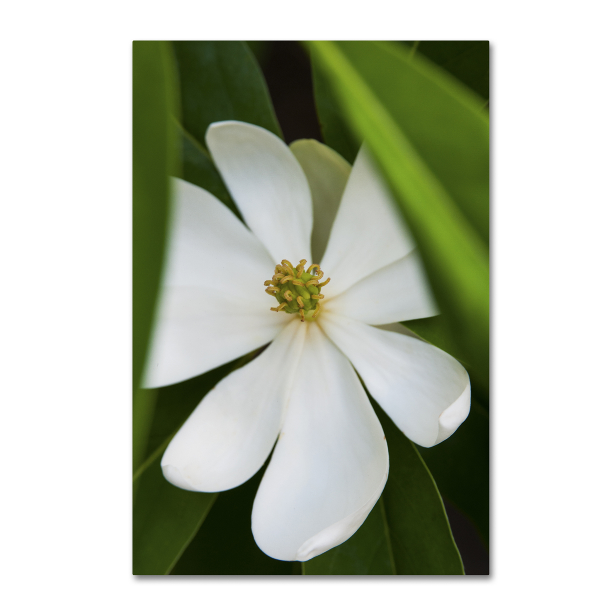 Kurt Shaffer 'White Magnolia Flower' Canvas Art 16 X 24