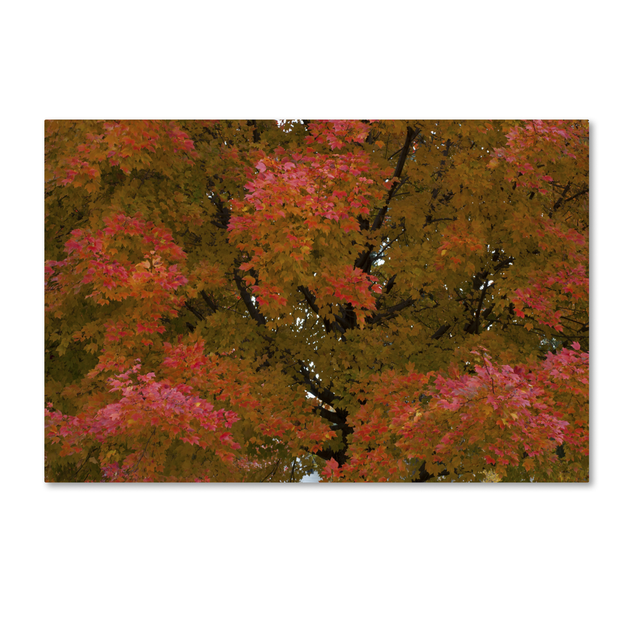 Kurt Shaffer 'Autum Maple Splendor' Canvas Art 16 X 24