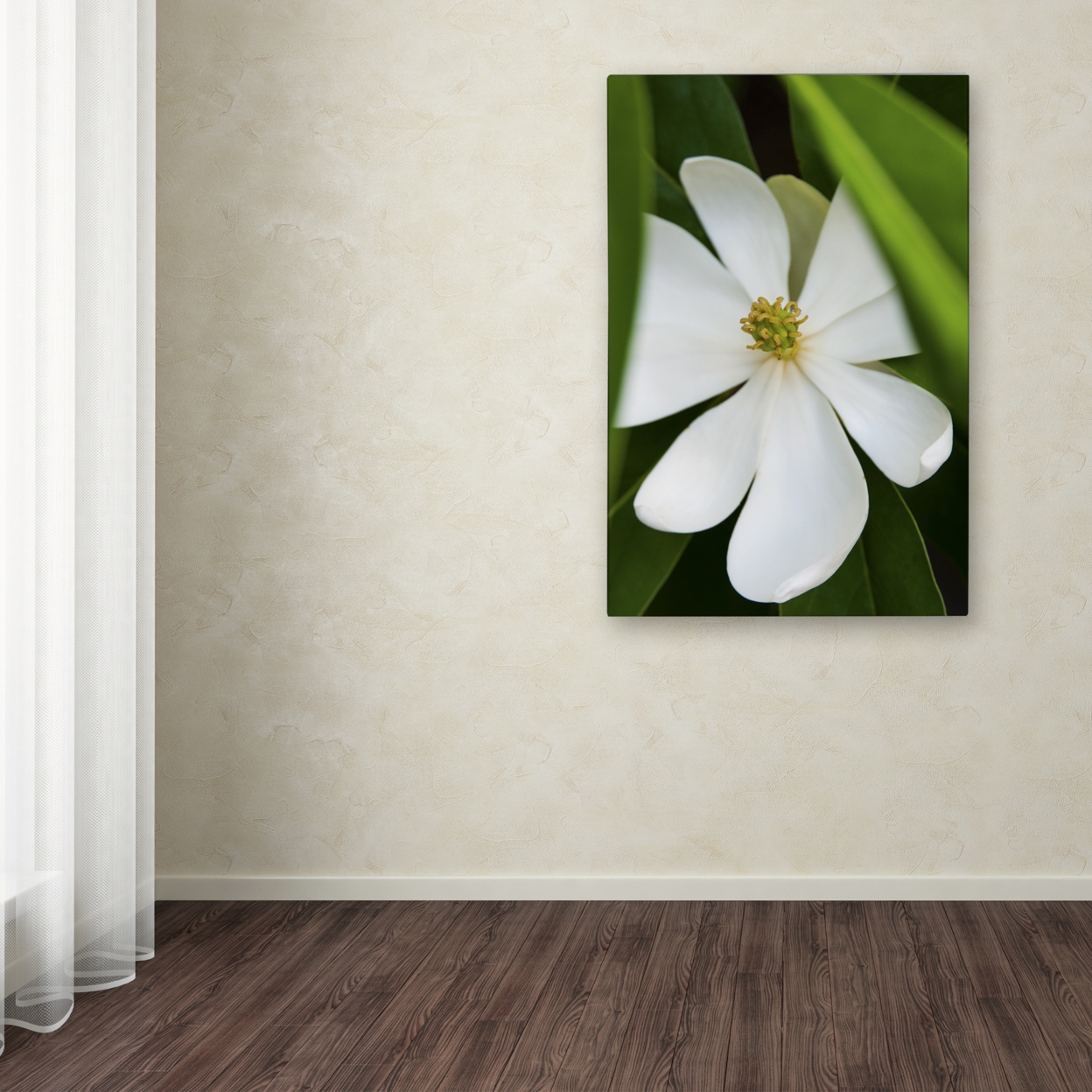 Kurt Shaffer 'White Magnolia Flower' Canvas Art 16 X 24