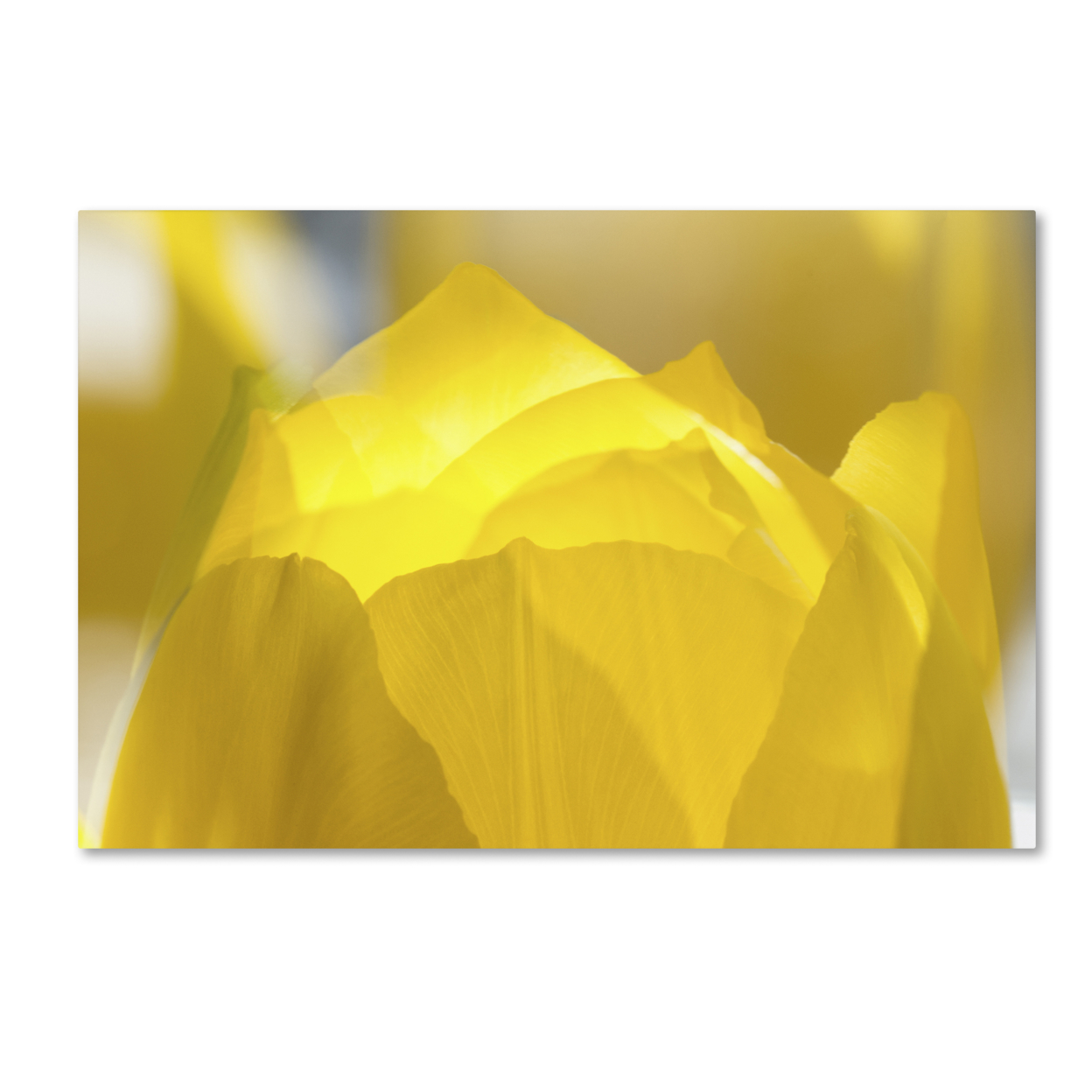 Kurt Shaffer 'Yellow Tulip Double Exposure' Canvas Art 16 X 24