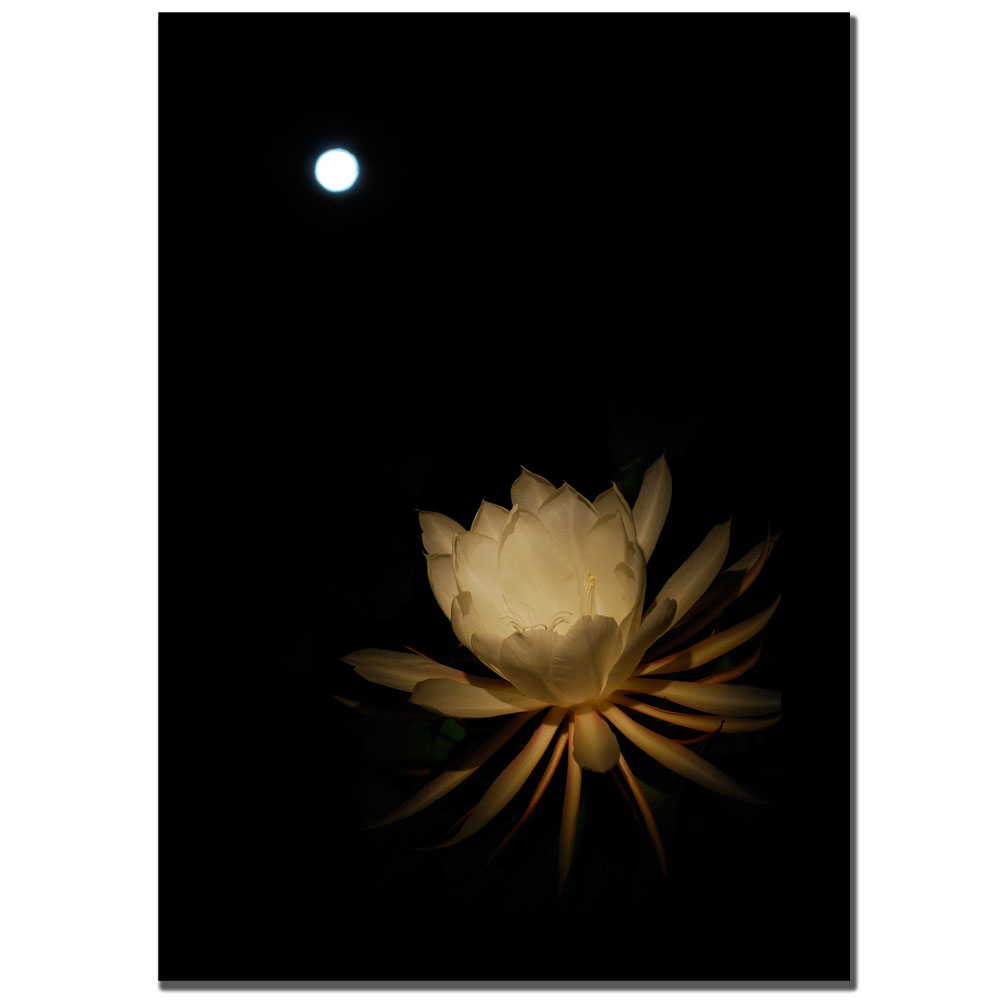 Kurt Shaffer 'Full Moon Bloom' Canvas Art 16 X 24